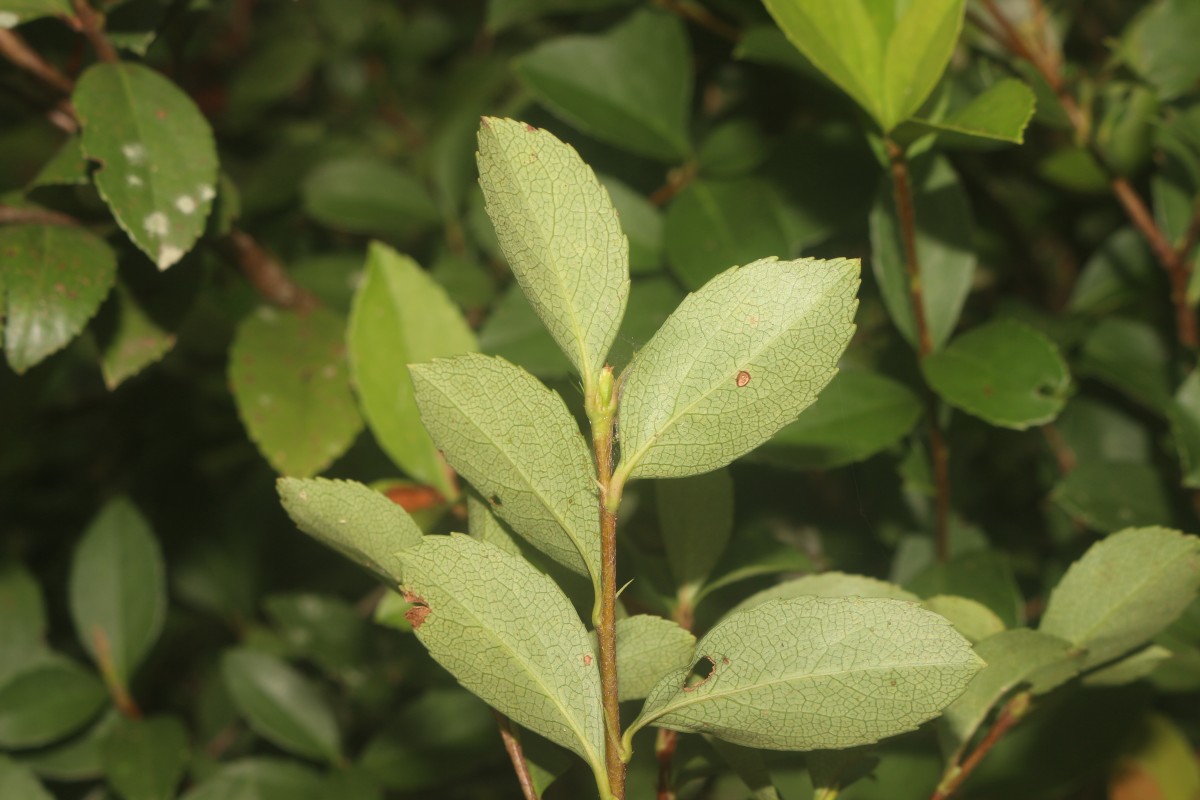 Rhaphiolepis indica (L.) Lindl.